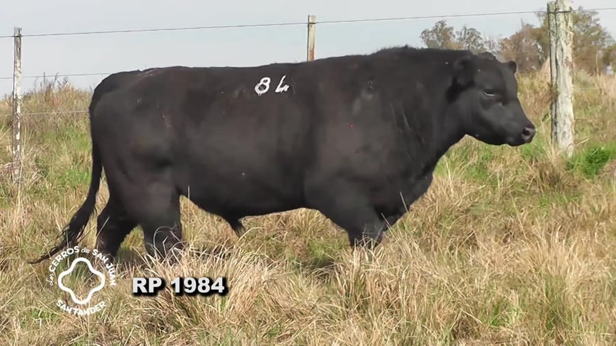 Lote Toro Aberdeen Angus SA de 3 años