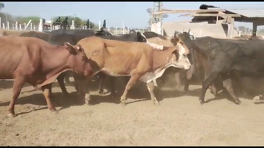 Lote 51 Vacas de invernar en Tintina, Santiago del Estero