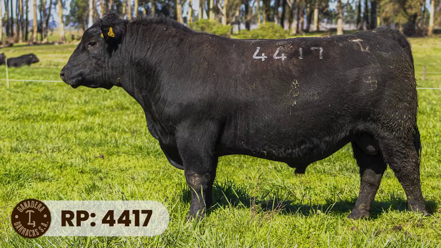 Lote RP 4417