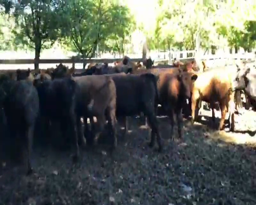 Lote 50 Vaquilla Engorda en Cunco, IX Región Araucanía