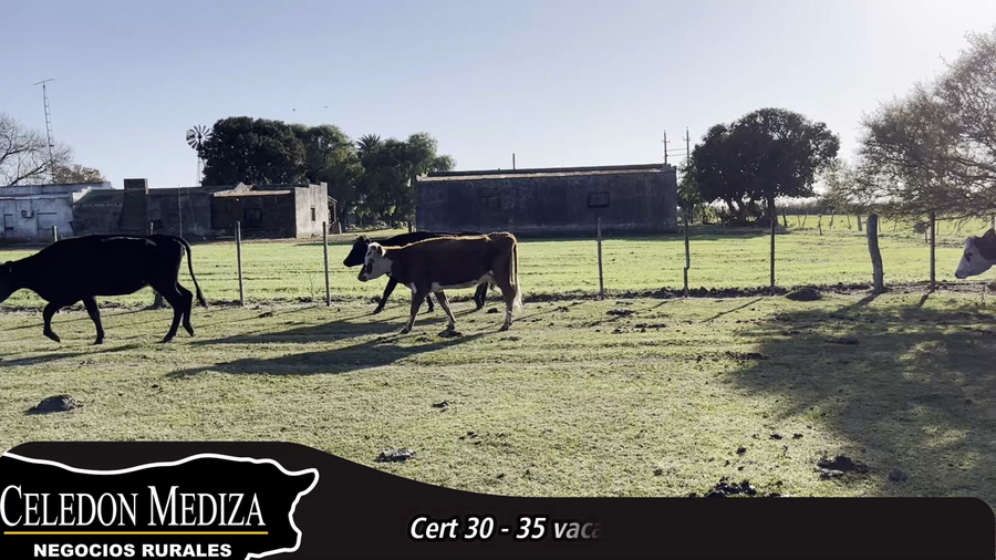 Lote 35 Vacas de Invernada en Colonia