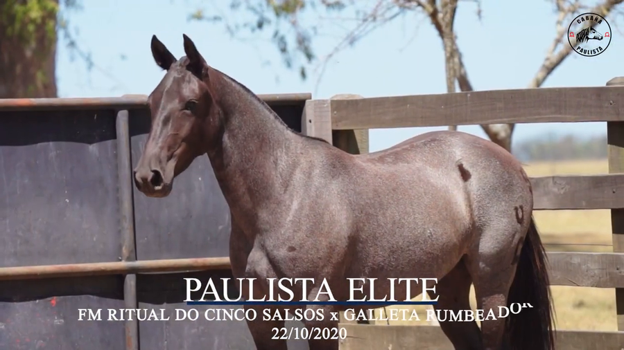 Lote Paulista Elite