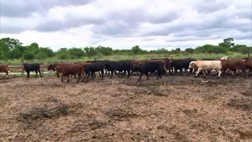 Lote 110 Novillitos y vaquillonas en Santa Fe, Las Toscas
