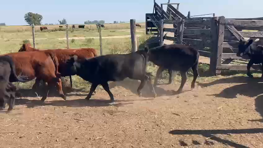 Lote 65 Terneras en Azul, Buenos Aires