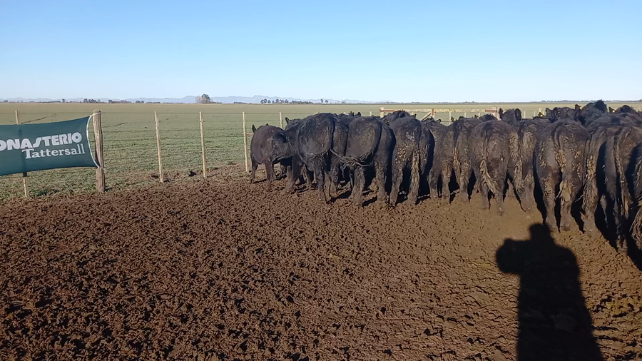 Lote 50 Novillitos en Coronel Suarez, Buenos Aires