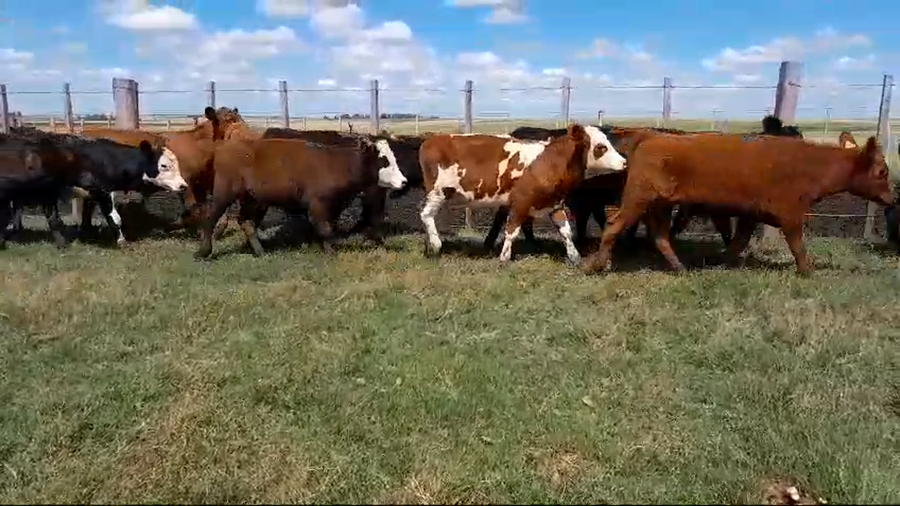 Lote 27 Terneros 12 AA,  4 RA,  2 HE,  1 NO,  8 CRUZAS CARNICERAS a remate en 1° Remate Virtual BALTASAR BRUM 180kg -  en BALTASAR BRUM. 110 KM DE SALTO