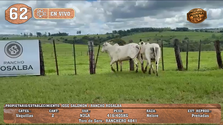 Lote LOTE 62 -EN VIVO