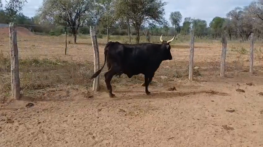 Lote 65 Vacas preñadas en Jujuy, Palma Sola