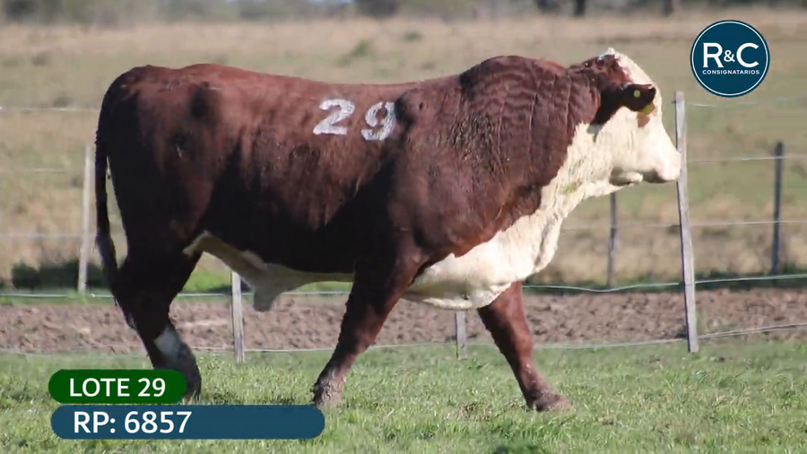 Lote Toros señal 22