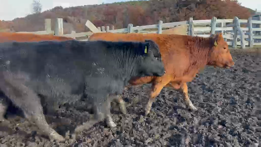 Lote 53 Novillo Engorda en Coyhaique, XI Región Aysén