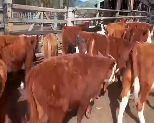 Lote 50 Ternero en Puchuncaví, V  Región Valparaíso