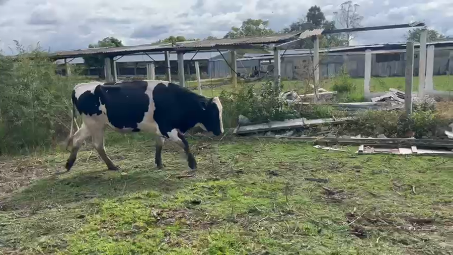 Lote Toros Holando a remate en Pantalla Camy, San José