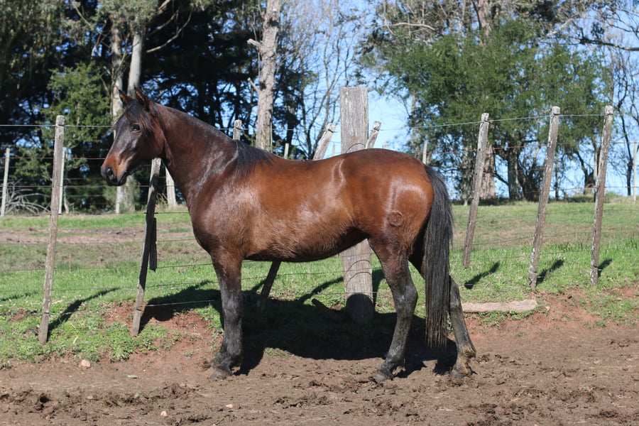 Lote TARANTULA DEL CONVENTOS