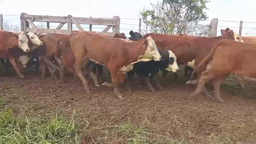 Lote 60 Terneras