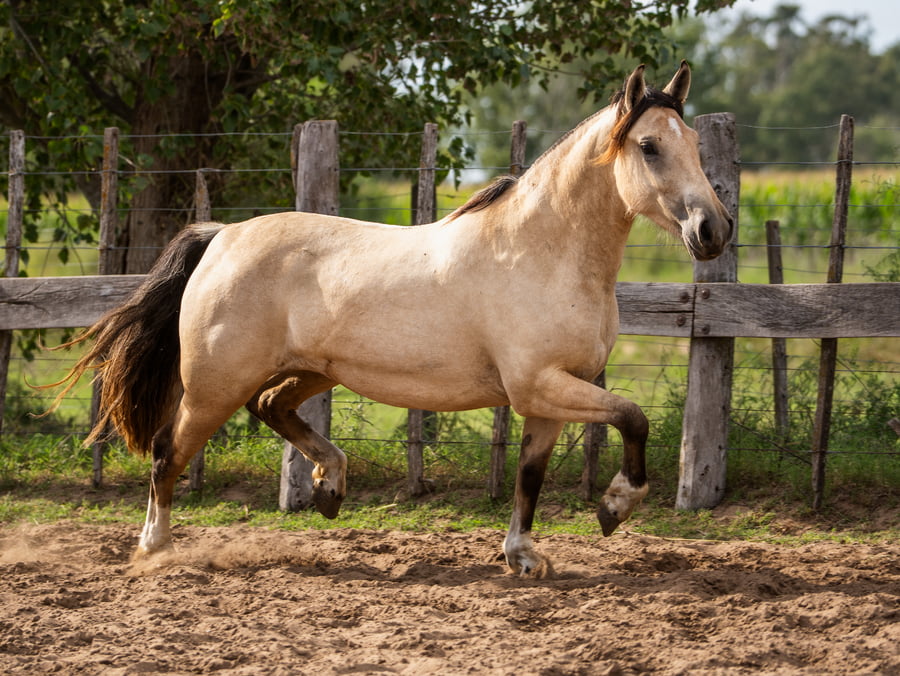 Lote Mañanera Entreverada