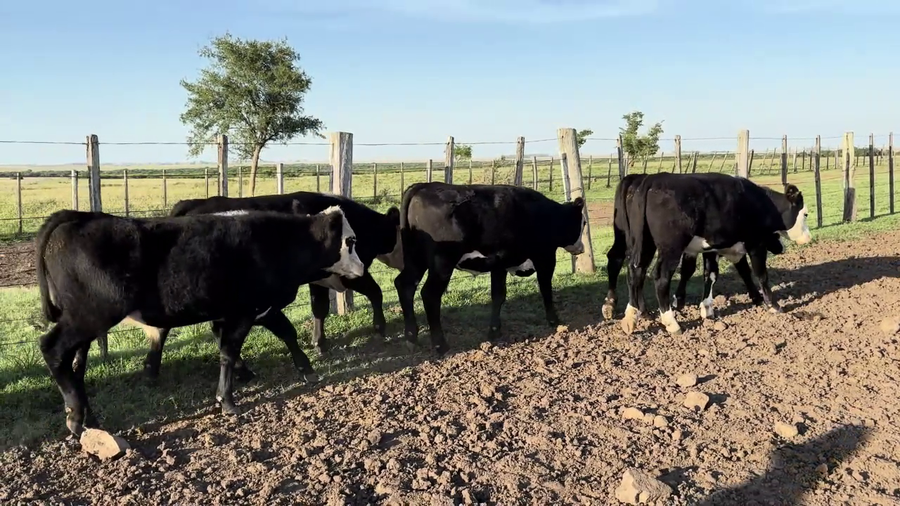 Lote NOVILLOS 1-2 AÑOS