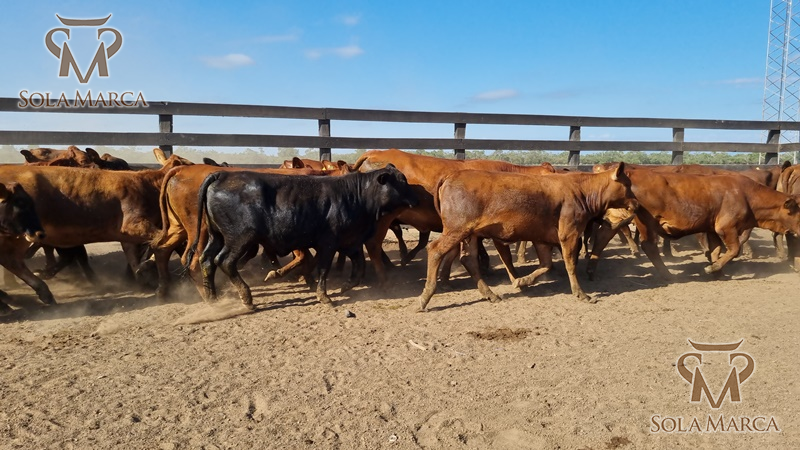 Lote Terneras CBO 2