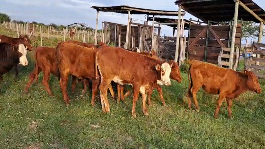 Lote 22 Terneros/as en Corrientes, Curuzu Cuatia