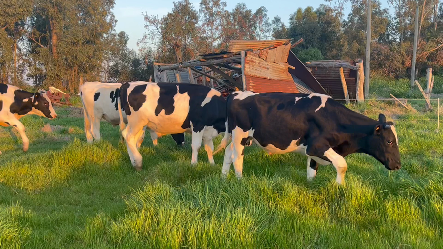 Lote NOVILLOS 1 a 2 AÑOS