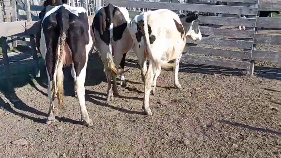 Lote 3 Vaquillonas  a remate en Pantalla Camy 400kg - , San José