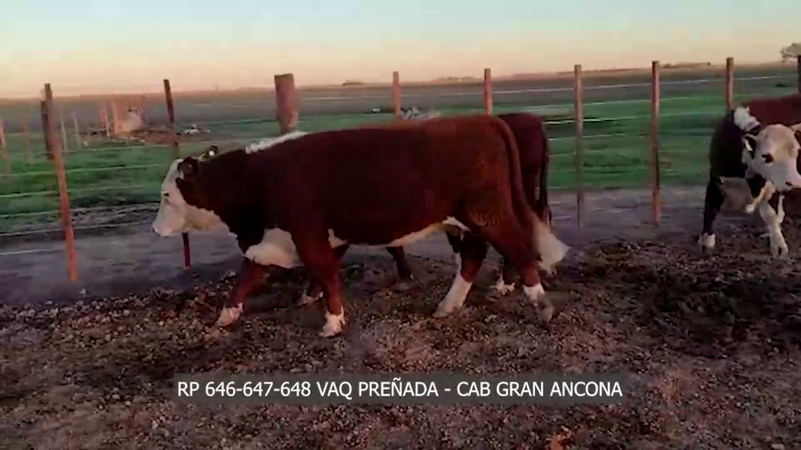 Lote RP 646-647-648 CAB GRAN ANCONA