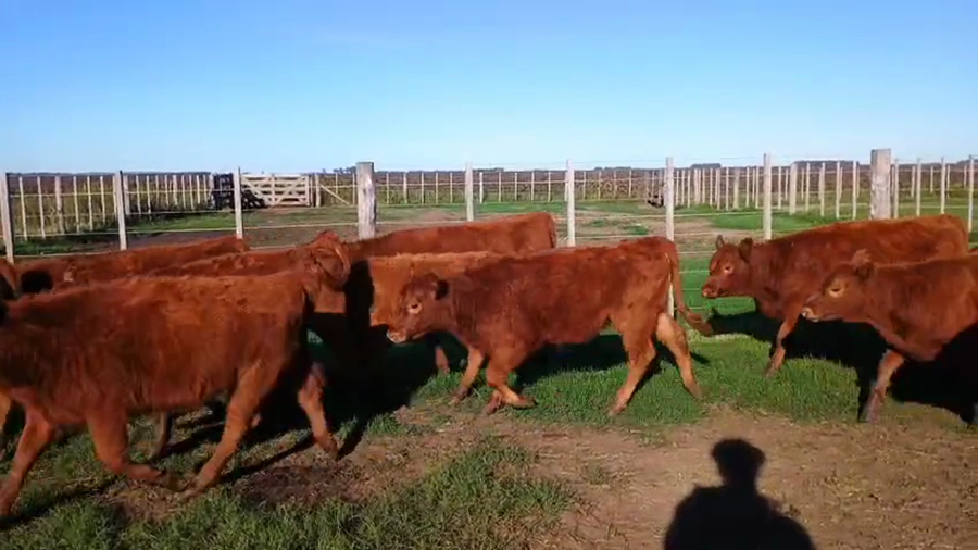 Lote 70 Terneras
