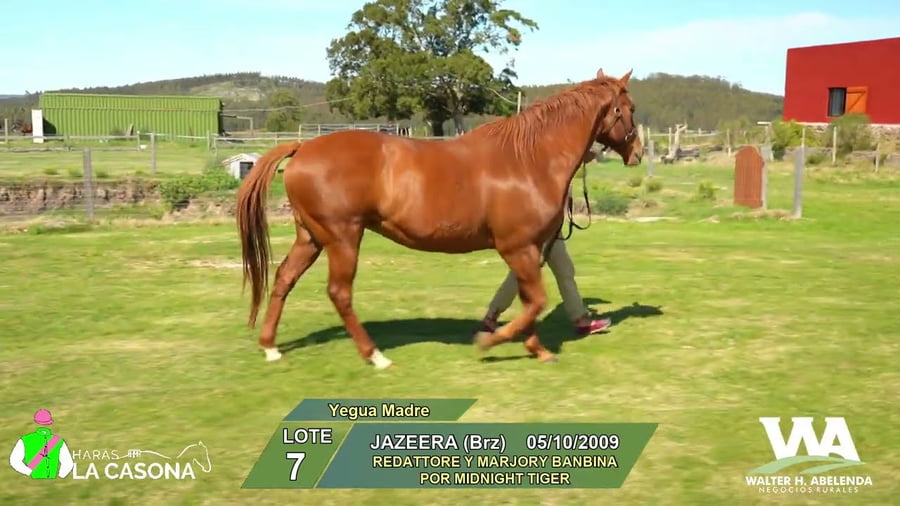 Lote JAZEERA (Brz)