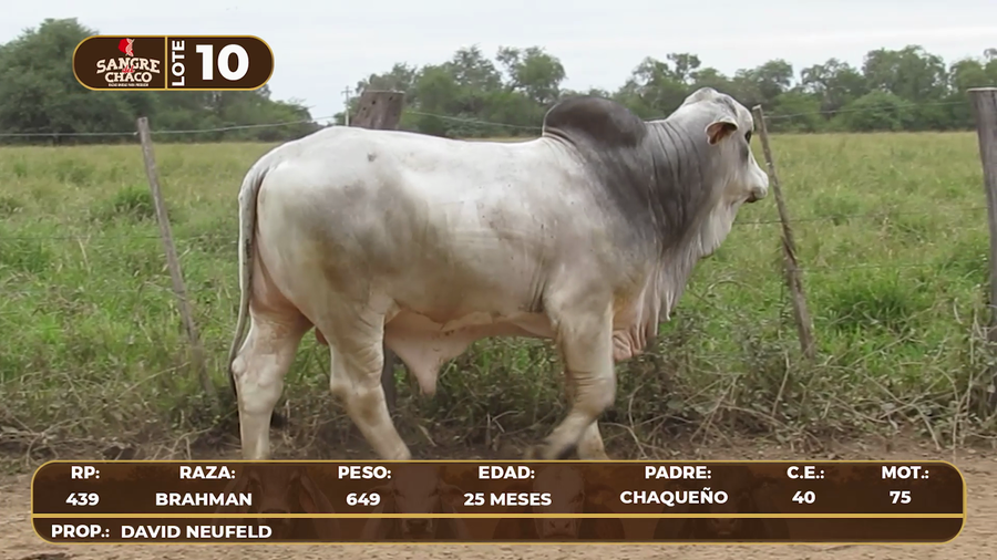 Lote Lote 10