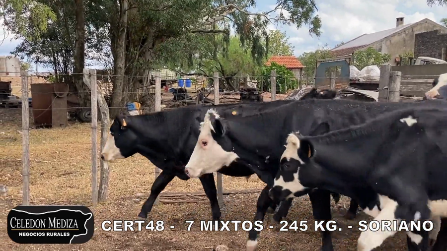 Lote 7 Terneros en Soriano