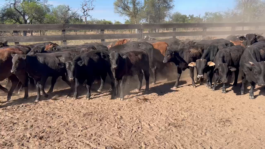 Lote 100 Terneros/as en Juan José Castelli, Chaco