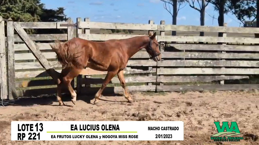 Lote EA LUCIUS OLENA