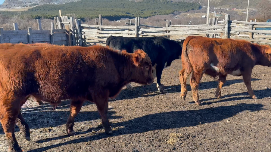 Lote 50 Ternero en Coyhaique, XI Región Aysén