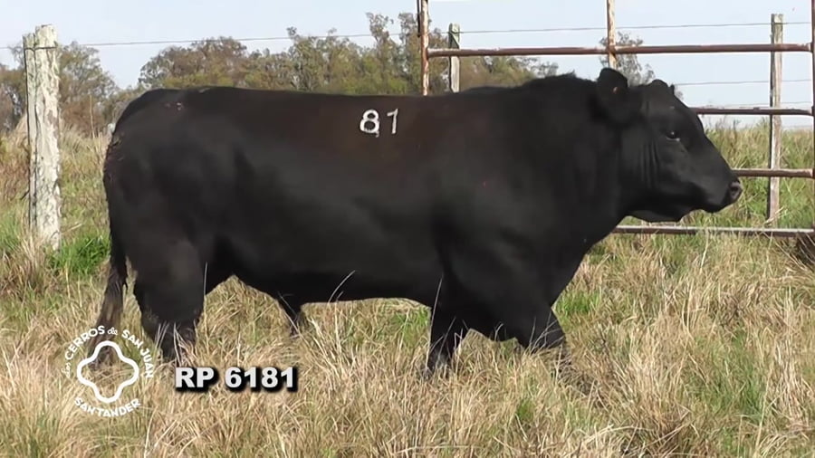 Lote Toro Aberdeen Angus SA de 3 años