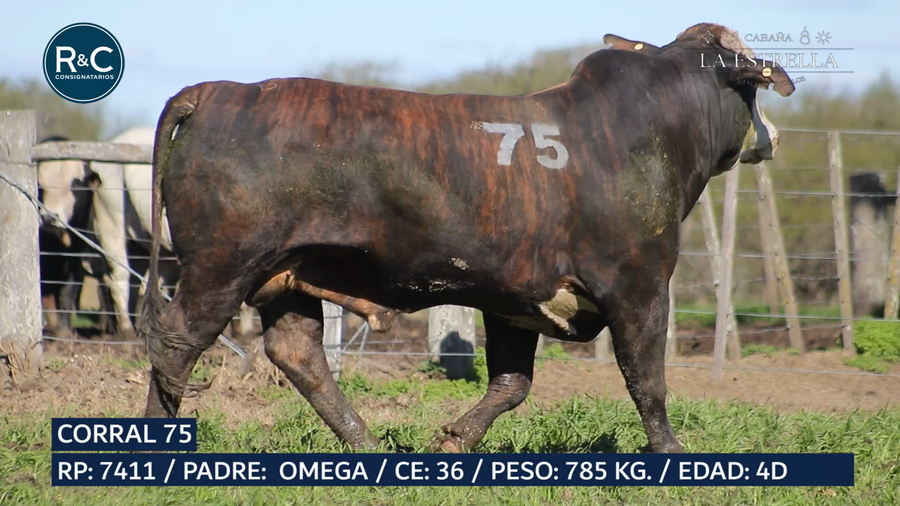 Lote Toro Media sangre
