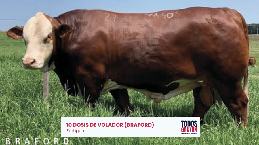 Lote Dosis Volador - - - Fertigen