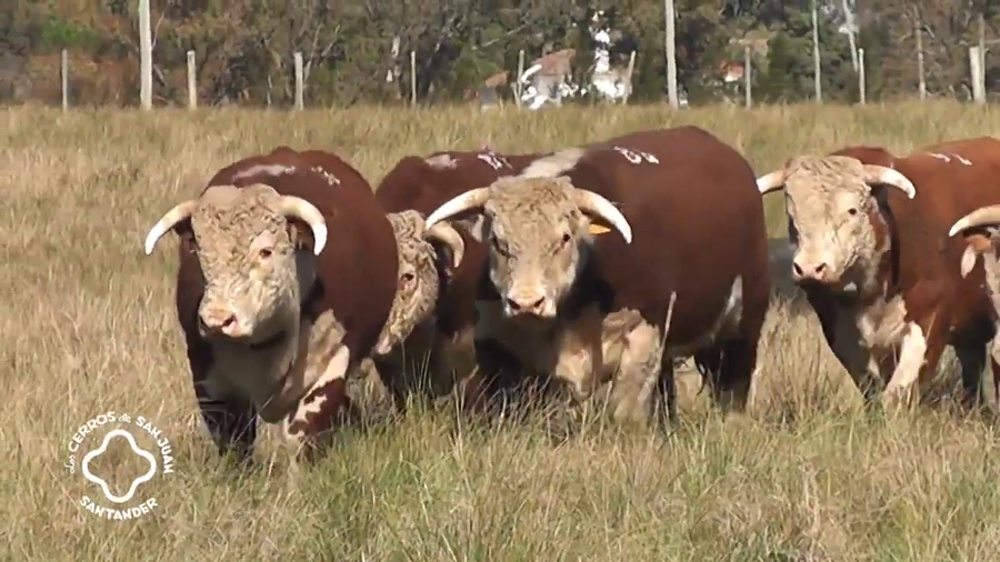 Lote TOROS HEREFORD