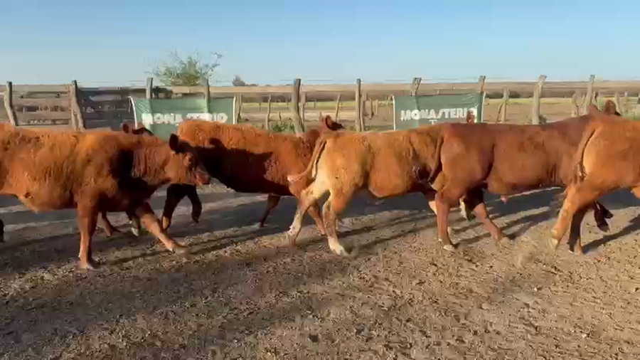 Lote 82 Novillitos en Entre Ríos, Villaguay