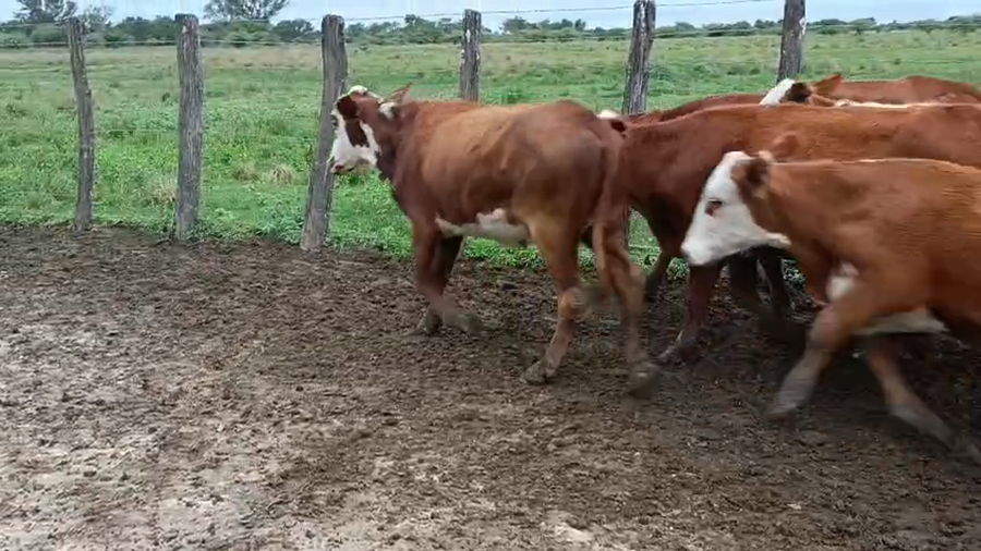 Lote 69 Novillitos