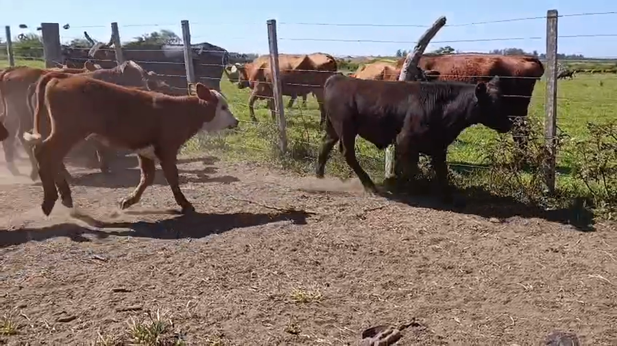 Lote 110 Terneros/as en Corrientes, Mocoretá