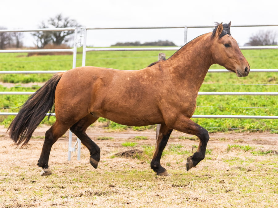 Lote Mañanero Aplacado