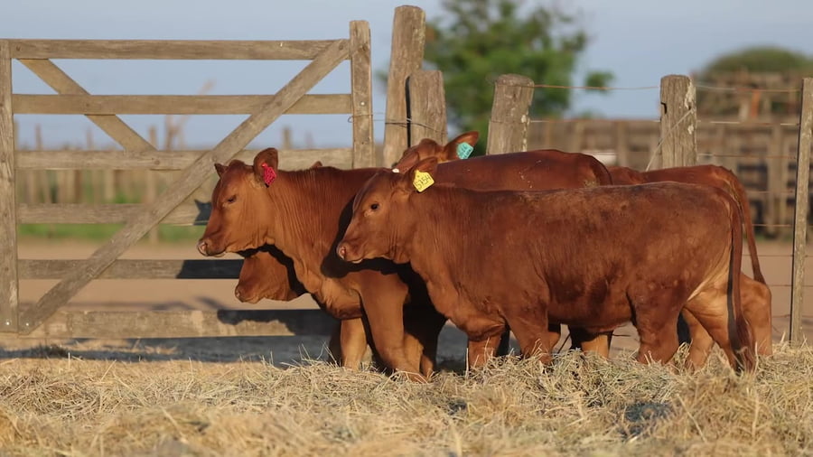 Lote Terneras Brangus Controladas - Cabaña Los Guasunchos