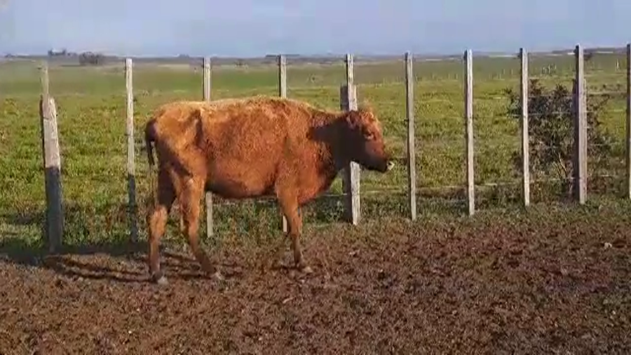 Lote 1 VACA INVERNADA