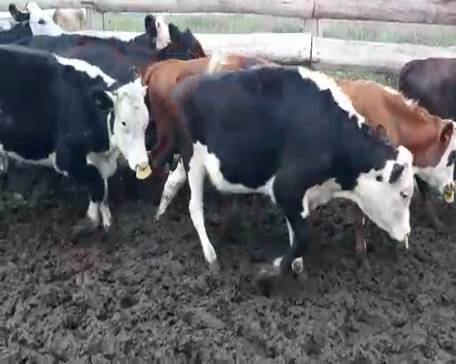 Lote 1 Vaquillonas PI en 18 de Julio-Pueblo Nuevo, San José