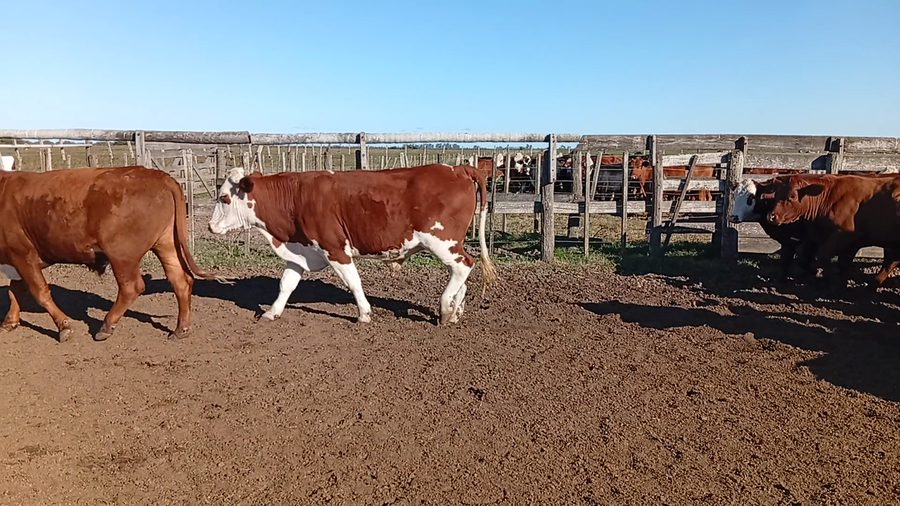 Lote 30 Novillos Cruza en Suardi, Santa Fe