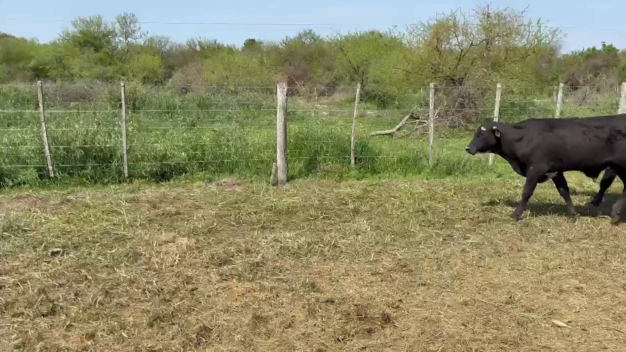 Lote 65 Terneros
