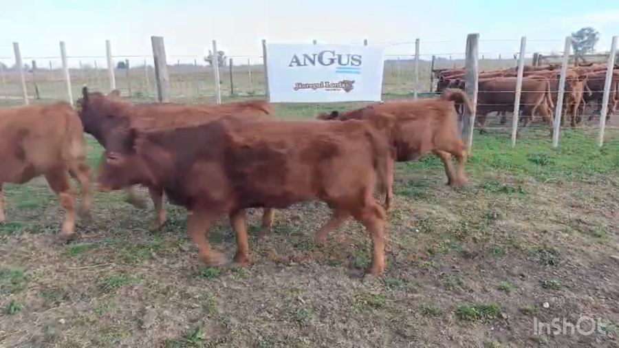 Lote 7 Terneras
