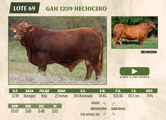 Lote LOTE 69