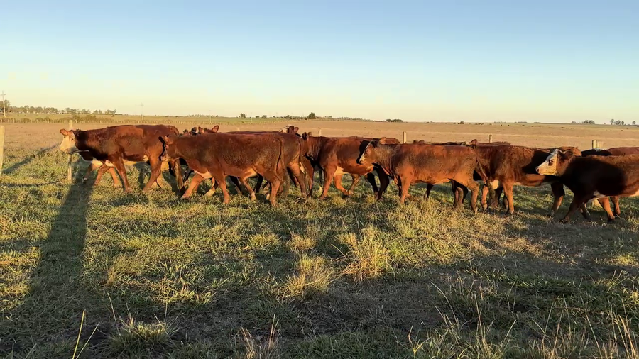 Lote VAQUILLONAS 1 A 2 AÑOS