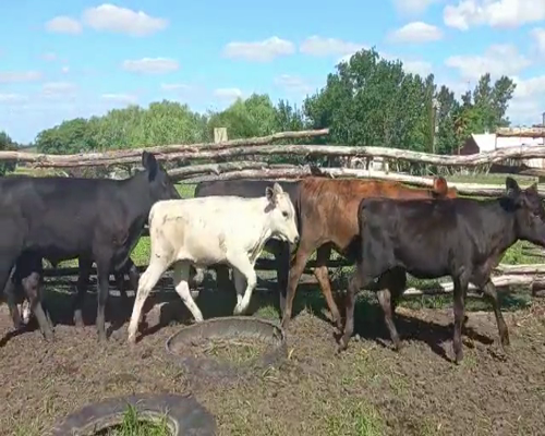 Lote Terneros y Terneras