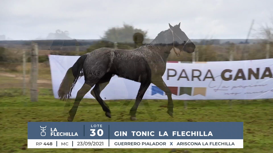 Lote GIN TONIC LA FLECHILLA